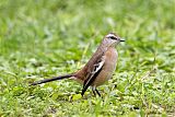 White-banded Mockingbirdborder=